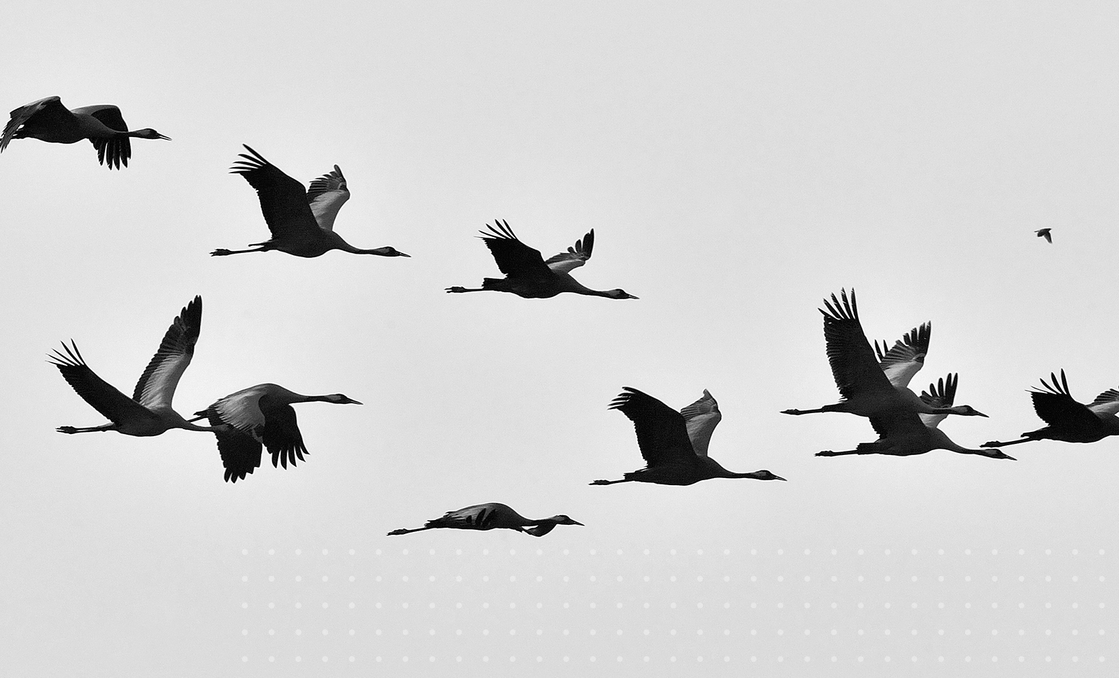 Geese flying in v-formation representing a cloud data migration